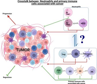 The ‘Danse Macabre’—Neutrophils the Interactive Partner Affecting Oral Cancer Outcomes
